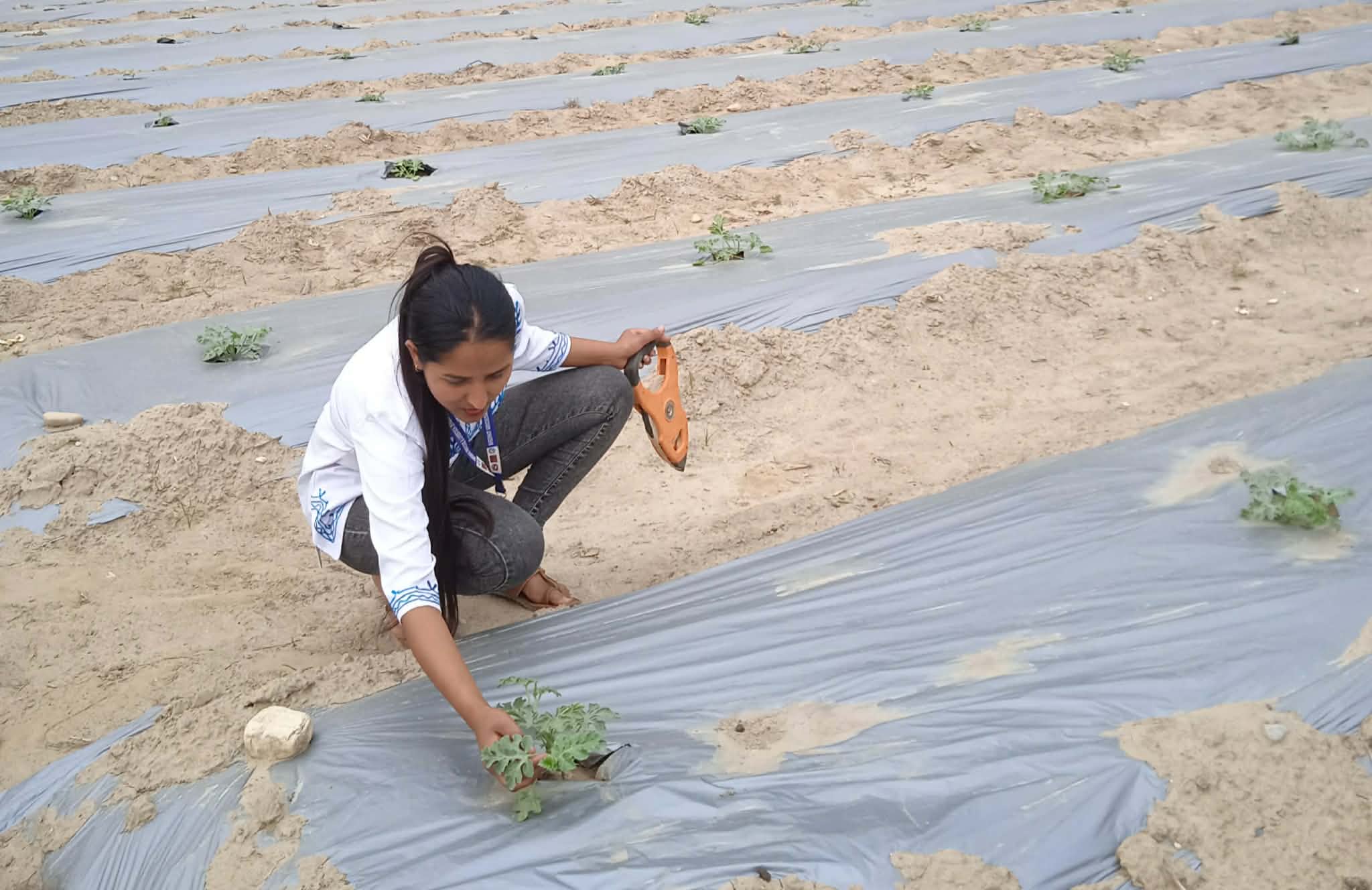 भीरकोटमा तरभुजा खेतीको परीक्षण