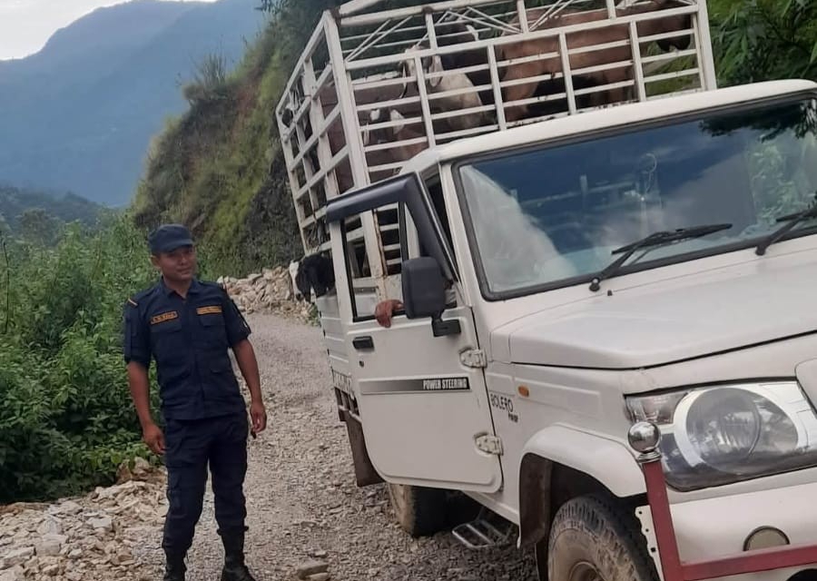 अवैध रूपमा खसीबोका ओसारपसार गर्ने बोलेरो जिप कारबाहीमा