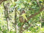 स्याङ्जामा बढ्दो बाँदर आतंक, कृषकहरू समस्यामा