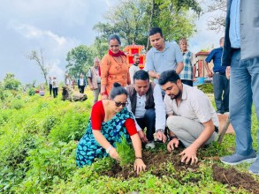 वि.पी. स्मृति दिवसको अवसरमा वृक्षारोपण 