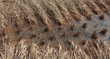 सम्पादकीय: किसानलाई तत्काल राहत दिनुपर्छ