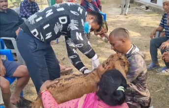 कालीगण्डकी गाउँपालिकामा निःशुल्क पशु स्वास्थ्य शिविर