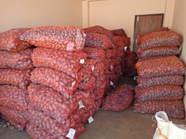 आयो आलुको बीउ