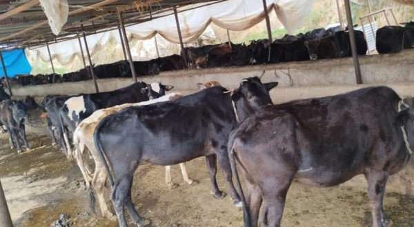 गौशाला चलाउन सांस्कृतिक कार्यक्रम 