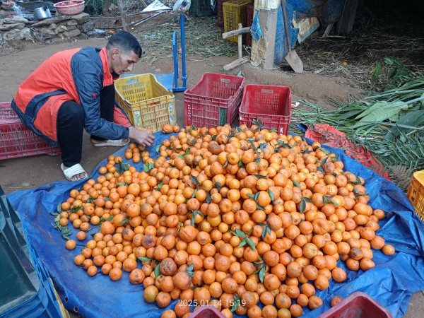 स्याङ्जामा फल्यो १ अरब ३२ करोडको सुन्तला
