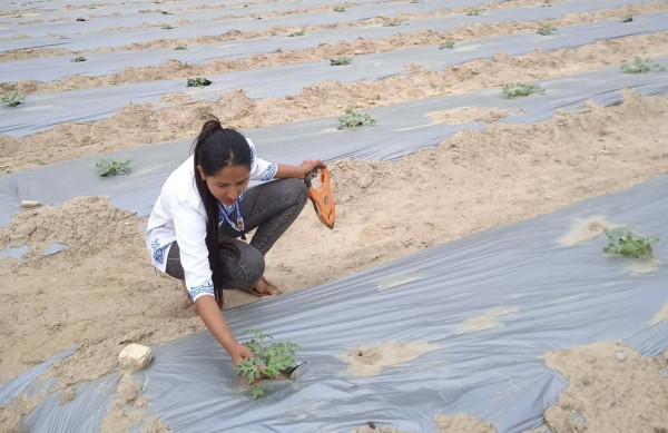 भीरकोटमा तरभुजा खेतीको परीक्षण