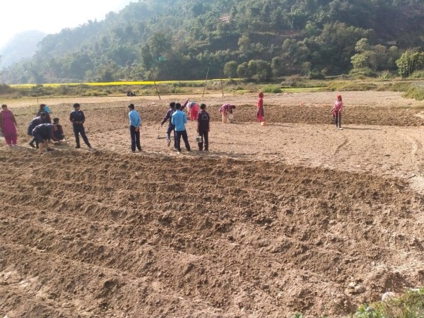 विद्यालयले रोप्यो ६ क्वीन्टल आलु