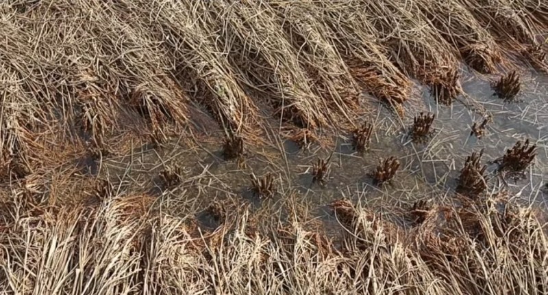 सम्पादकीय: किसानलाई तत्काल राहत दिनुपर्छ