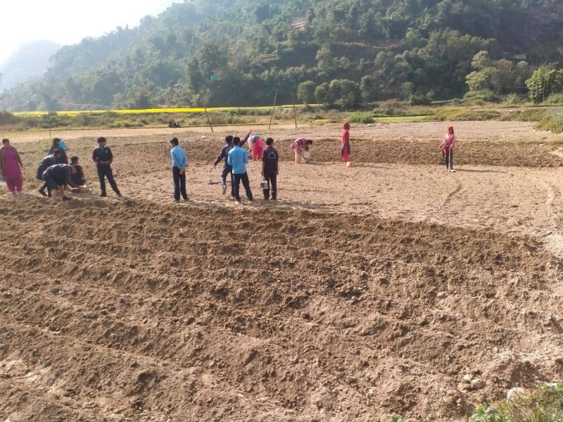 विद्यालयले रोप्यो ६ क्वीन्टल आलु